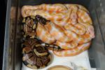 Ball Clutch #2716 Hatched 17 August 2016. Lavender Albino X Het Lavender Albino. 6 Lavenders and 2 Het Lavenders.