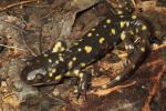 Tiger Salamander From Meade County, KY 2016.