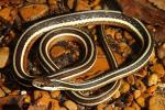Eastern Ribbon Snake Found Under Metal In Graves County, KY 2016.