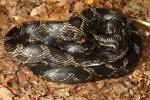 Calloway County Rat Snake 2016.