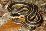 Eastern Garter Snake From Meade County, KY 2016.