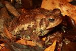 American Toad Cruised 14 January 2017 In Bullitt County, KY.