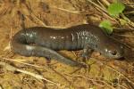 Streamside Salamander Jefferson County, KY 2017.