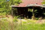 Old Barn Site Home To Eastern Black Kingsnakes 2017.
