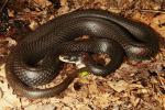 Black Racer From Ohio County, KY 2017.