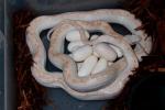 White-Sided Rat Snakes.  PROJECT CLOSED!