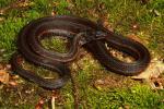 Mutant Eastern Garter Snake Found Near Louisville, KY 2017.