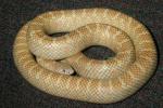 Albino Brooks Kingsnakes.  PROJECT CLOSED!
