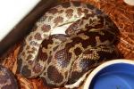 Spotted Python Clutch #18SPC01 Laid 31 March 2018.
