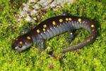 Spotted Salamander Breckenridge County, KY 2018.