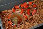 Cosala Locality Sinaloan Milk Snakes