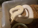 Albino Colombian Rainbow Boas(T-) Project On HOLD!