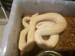 Albino Colombian Rainbow Boas (T+) Project On HOLD!