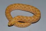 Albino Western Hognose Snakes PROJECT CLOSED!!