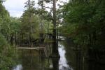 Cypress Swamp In West KY.