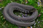 Kirtland's Snake From Jefferson County, KY. 2019.