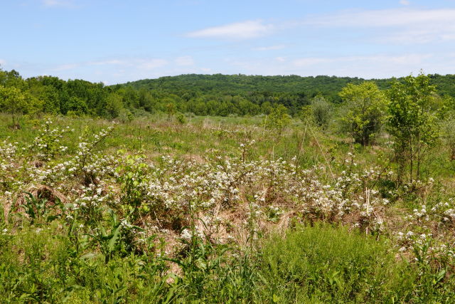 Upland Field Amongst Wooded Hillsides In North Central Kentucky 2019.