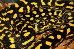 Jungle Carpet Pythons
