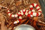 Freer, TX Albino Mexican Milk Snakes