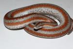 Rosy Boas Locality Specific Lines!