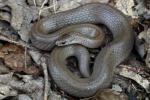 Eastern Smooth Earth Snake Found Gravid In Casey County, KY 2020.
