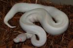 Female Pastel Albino Ivory!