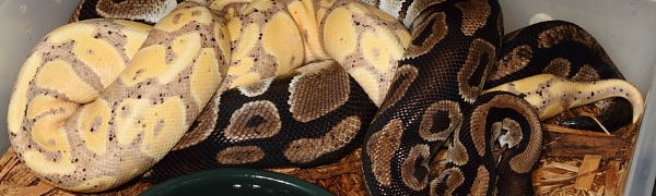 Carpet Python Cages, Snakes for Sale & Breeding Updates!