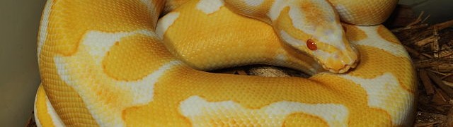 Spotted And Ball Python Yearlings FOR SALE!! webAlbinoBandBoy#14GB02APR15
