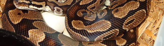 Clutches Continue, Colubrids Copulate! webBandedAlbinoXHetParadox4Apr2015Clutch#415