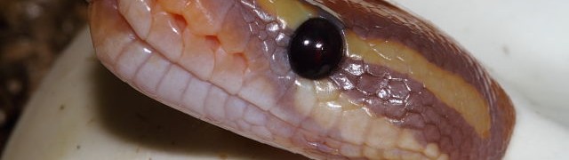 Clutch Hatching Updates! webCoralGlowPHPiedPip24May2015