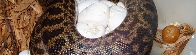 Spotted Python 2015 Clutch #2.