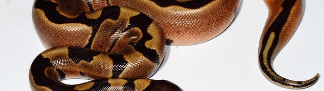 Ball Python Clutches #1215 and #1415 Hatched! webSuperGeneticBanded66HetAlbinoMale27June2015
