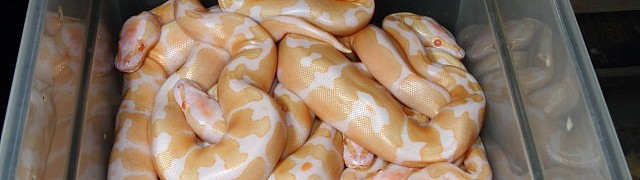 Albino Super Genetic Banded Clutch.