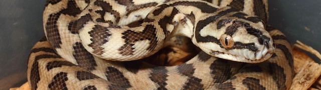 Diamond Jungle Jags And Lavender Albino Balls!