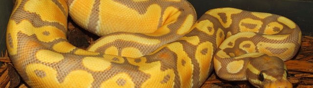 Ball Pythons Available!