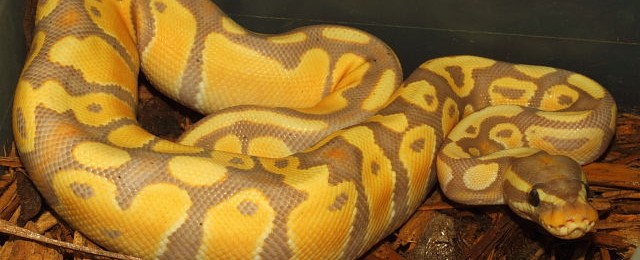 Ball Pythons Available!
