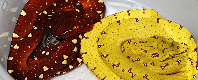 Snakes Available!