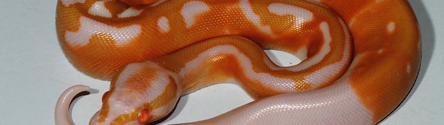 Super Banded Albino Pied Clutch!!