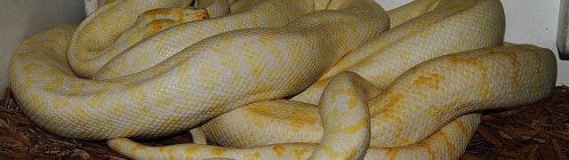 Python Breeding Update And Colubrid Bonus. webAlbinoCarpetsBreeding14November2015
