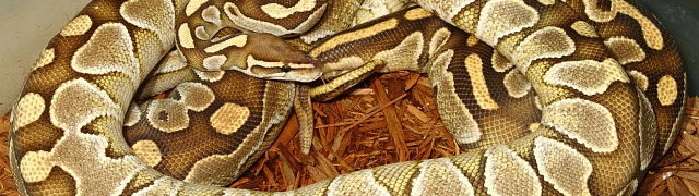Breeding Season Begins!! webButterXButter10Nov15