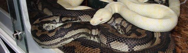 Breeding Updates And More!