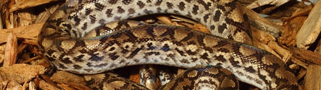 Albino Carpet Clutch AND Columbian Rainbow Boas For Sale!!