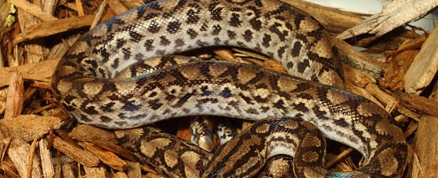 Albino Carpet Clutch AND Columbian Rainbow Boas For Sale!! webCRBgirl#15CB08Jan16