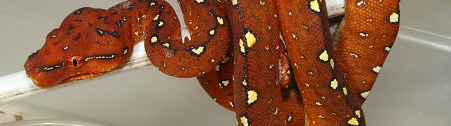 Snakes For Sale With Updated Pictures!