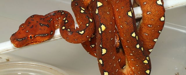 Snakes For Sale With Updated Pictures! web15GTP01Feb16