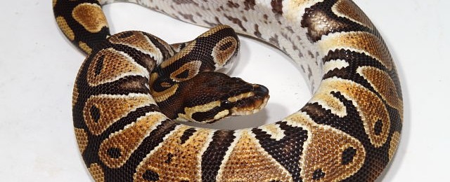 Snakes and Hooks For Sale! webBandedDHsnowFemale#12155Feb16