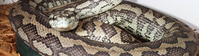 Early February Python Breeding!