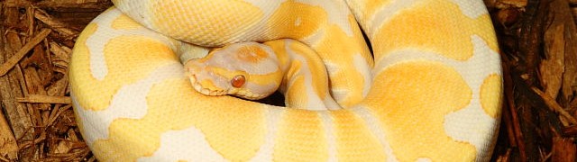 Pastel Lavender Albino Ready-Made Project And More!! webLavenderAlbinoMale#51504Feb16