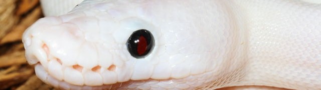 Children’s and Ball Python Updated Pictures And Prices!
