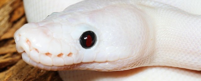 Children’s and Ball Python Updated Pictures And Prices! websuperfiresuperpasteleyeshot2Mar16